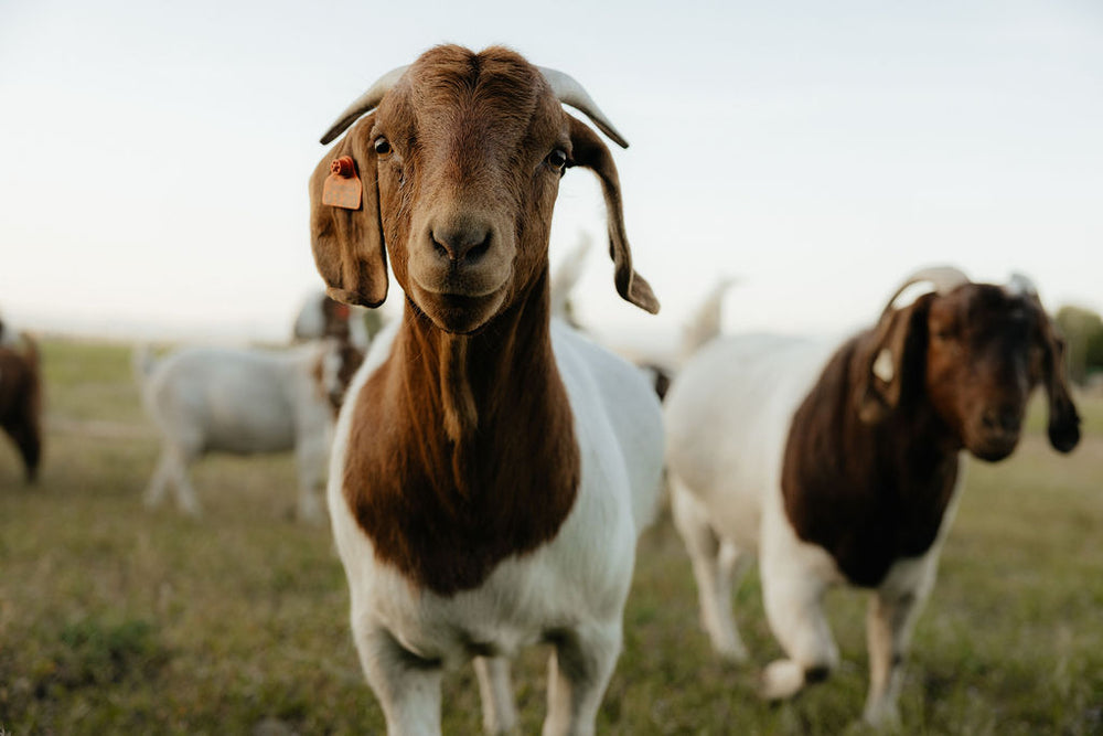 Californian Rabbits – Feather Goat Farm