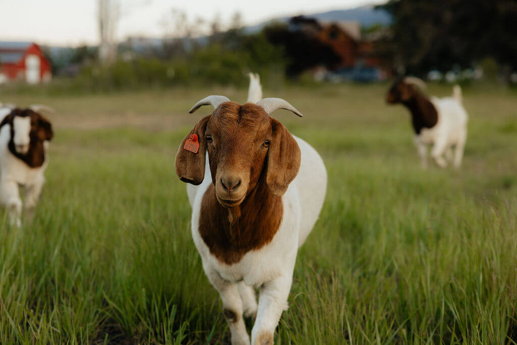 Boer Goat Does