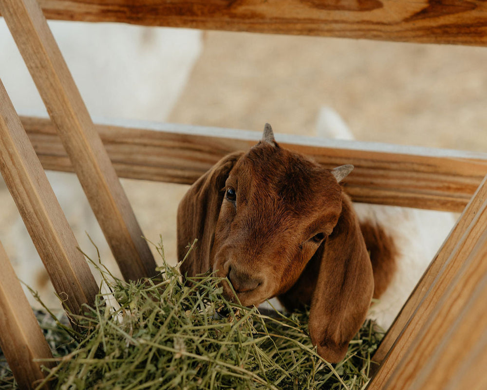 Californian Rabbits โ Feather Goat Farm