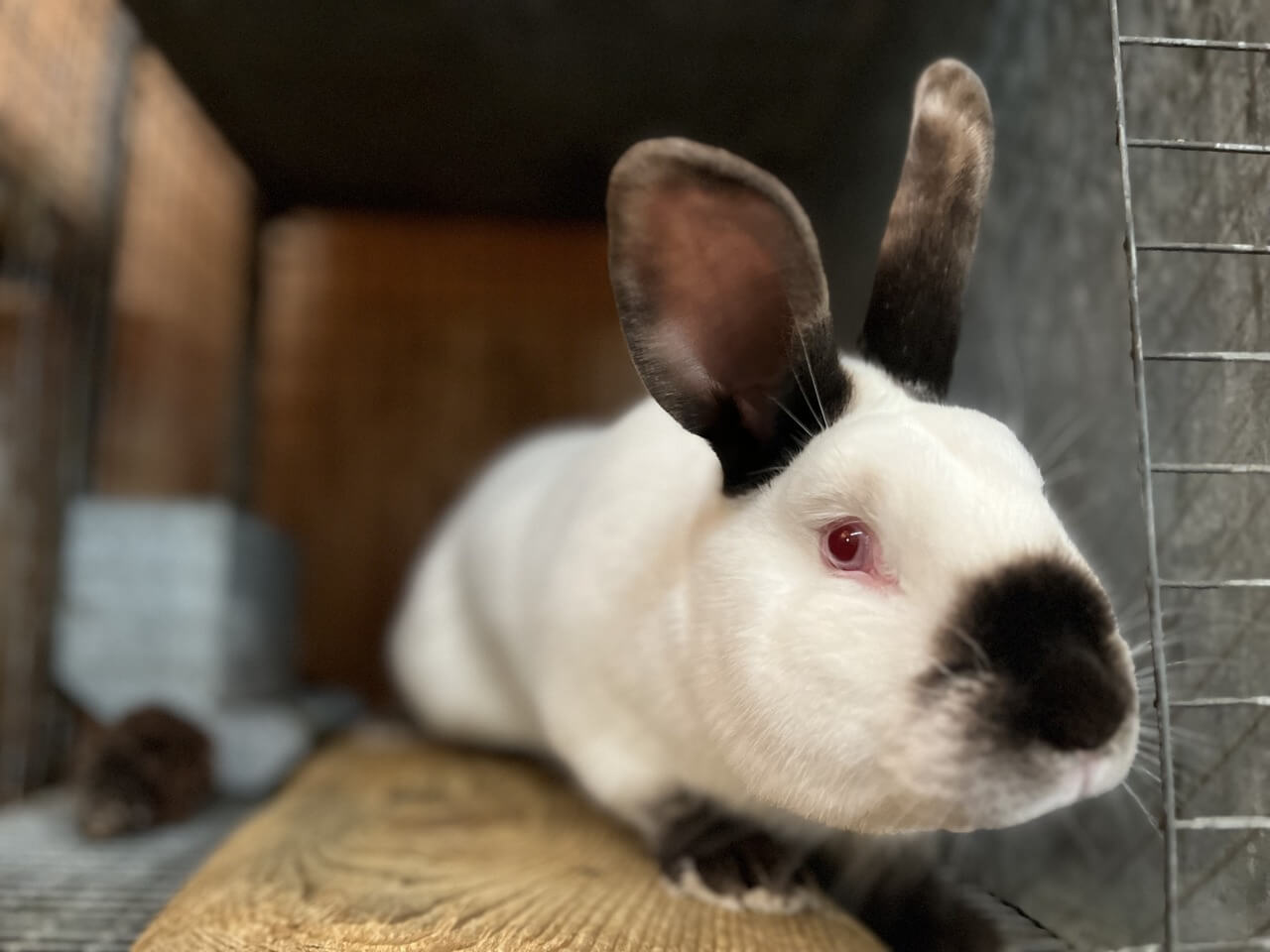 Californian Rabbits