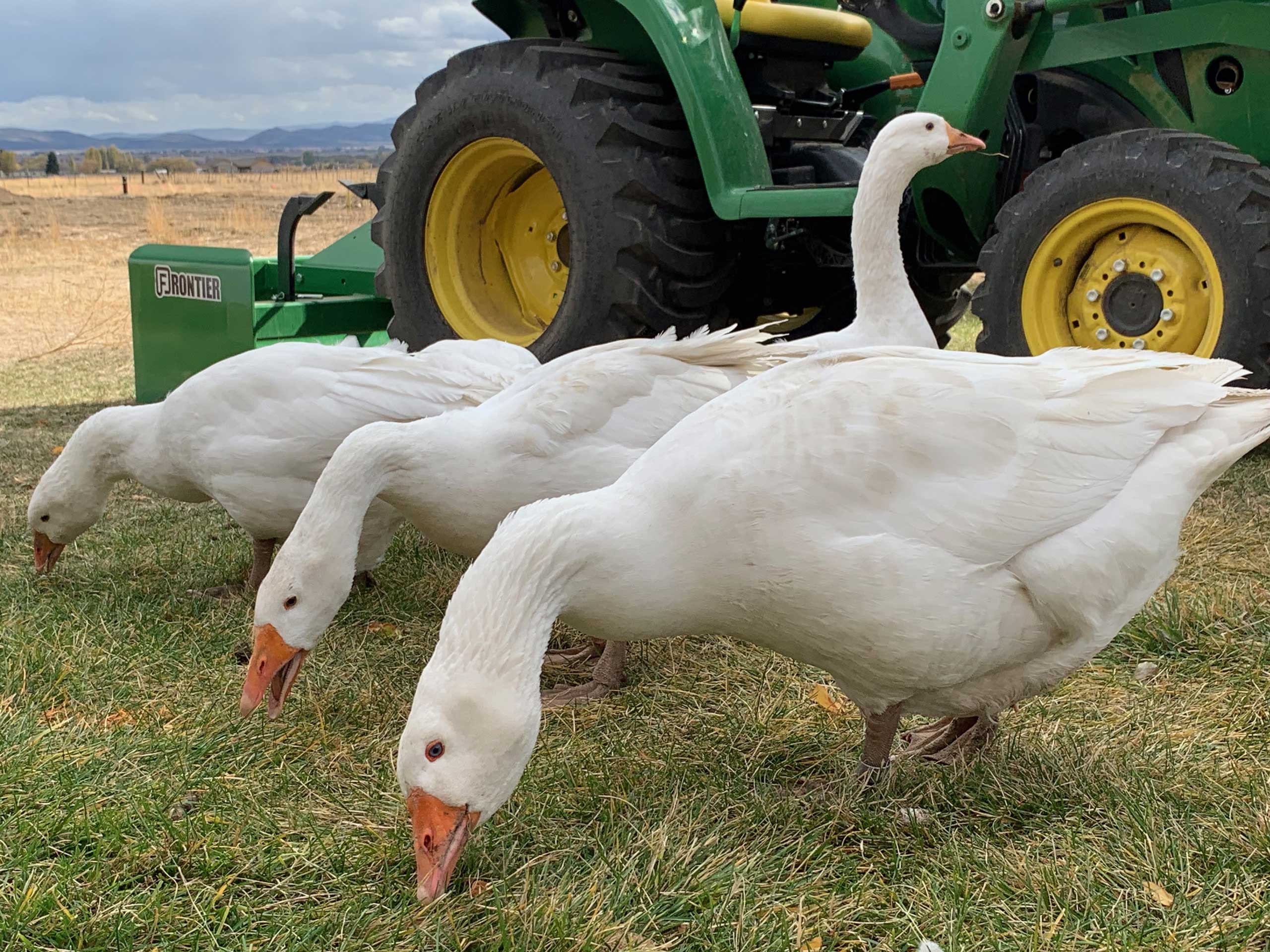 Goslings - Embden