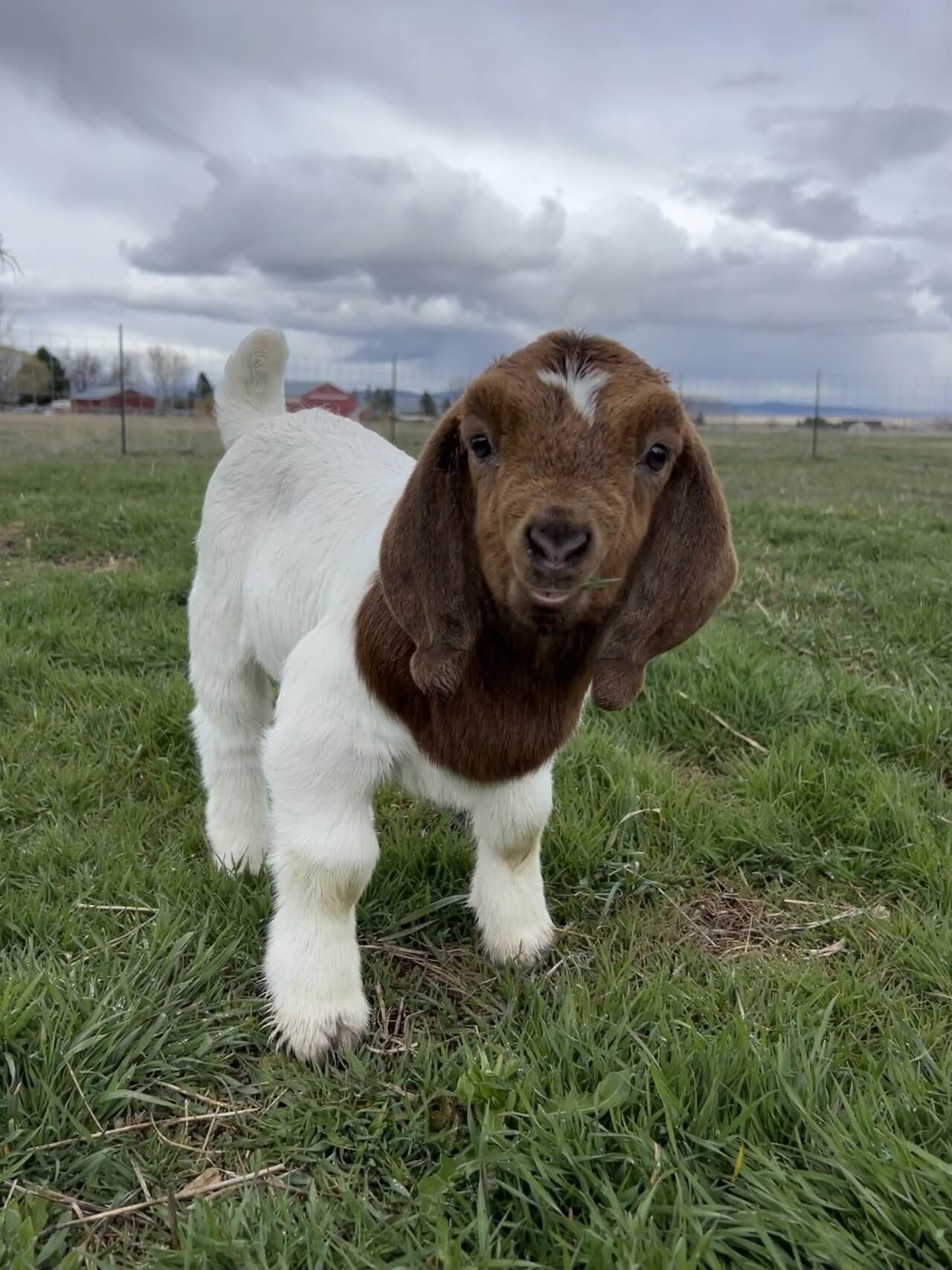 Boer Goats