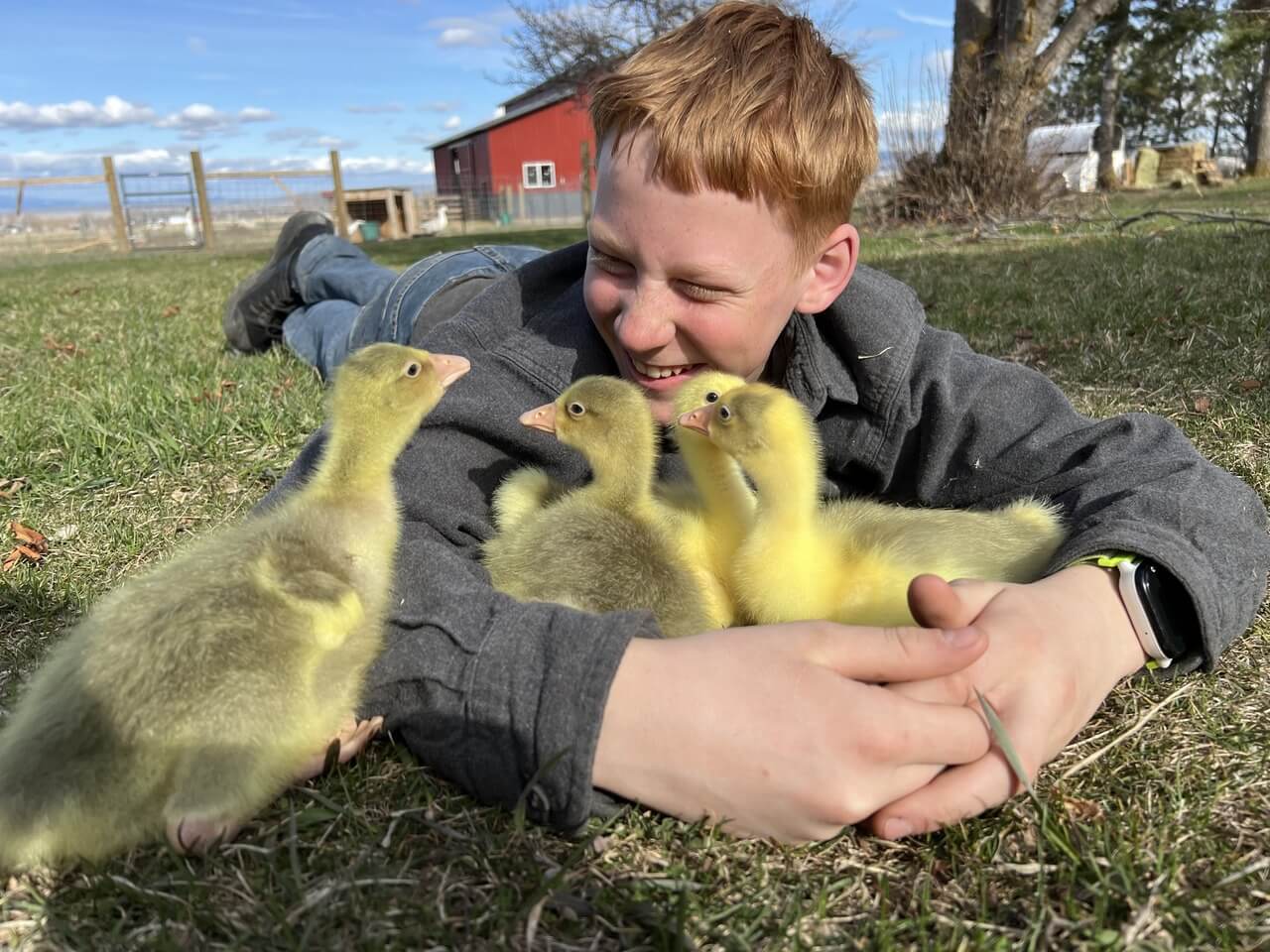 Goslings - Embden