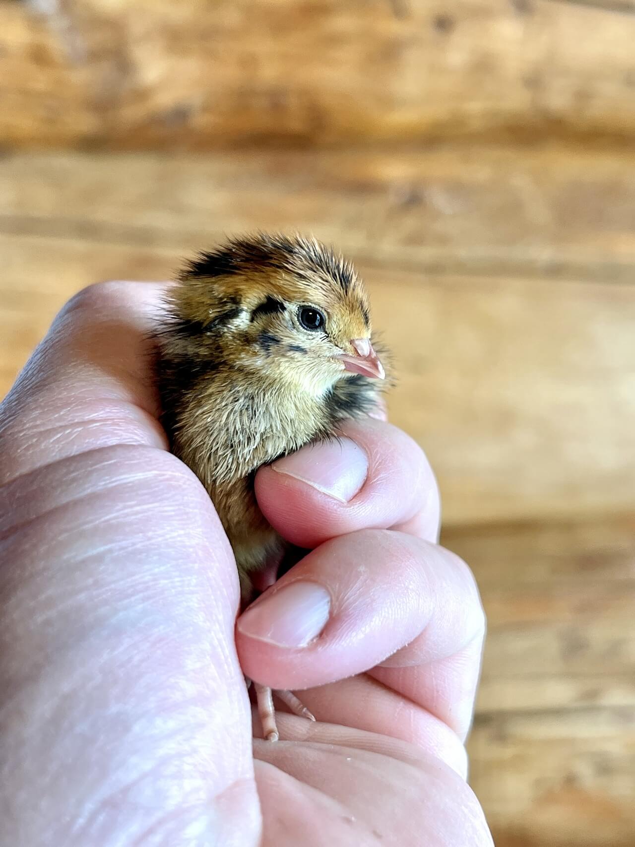 Coturnix Quail Chicks